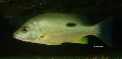 Lutjanus russellii