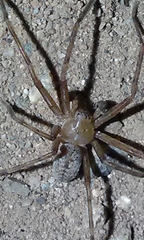 Curicaberis