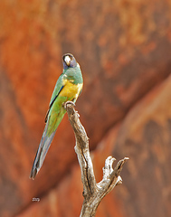 Barnardius zonarius zonarius