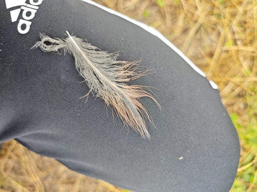 Plume de Héron pourpré