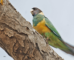 Barnardius zonarius zonarius