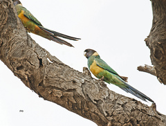 Barnardius zonarius zonarius