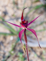 Caladenia cruciformis