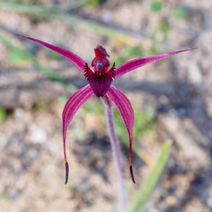 Caladenia cruciformis