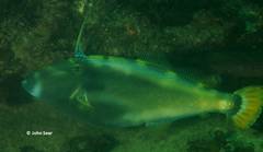 Meuschenia trachylepis