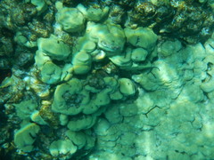 Porites lobata