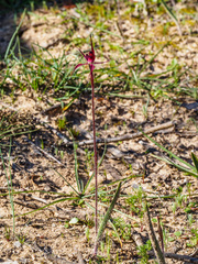 Caladenia cruciformis