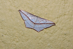 Timandra correspondens