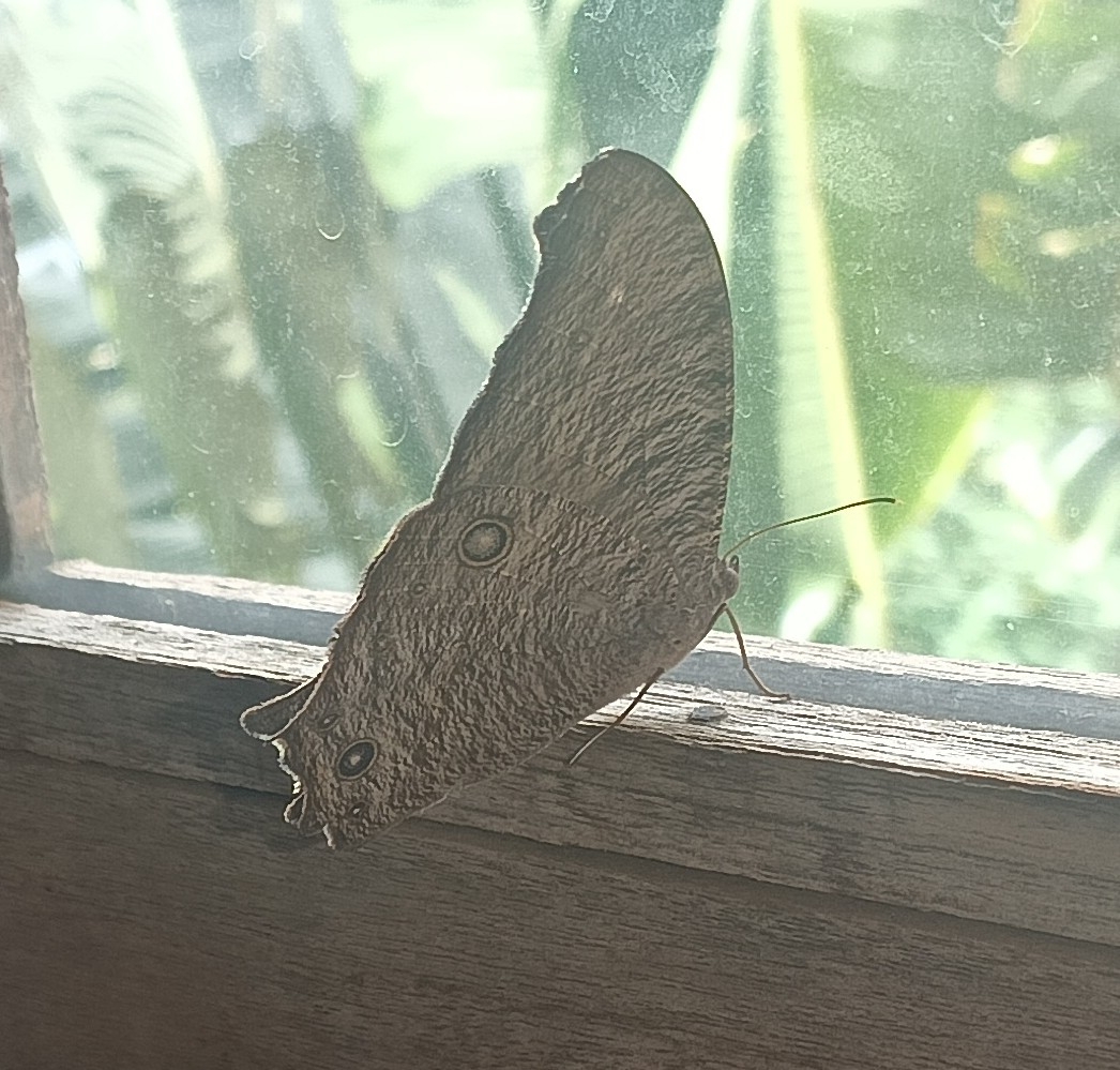 Common Evening Brown