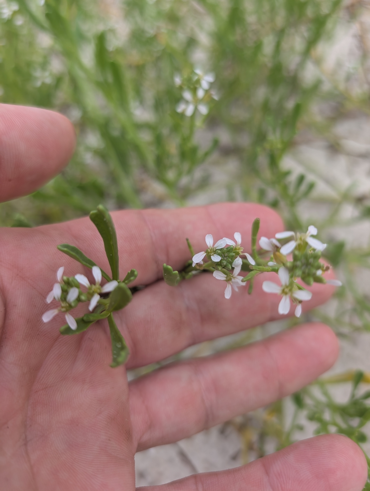 Gulf Coast Searocket (Cakile constricta)