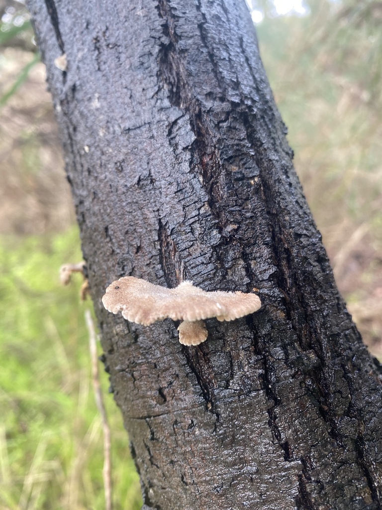 Schizophyllum commune · July 2025 · photo: © enrica38 (iNaturalist, cc-by)