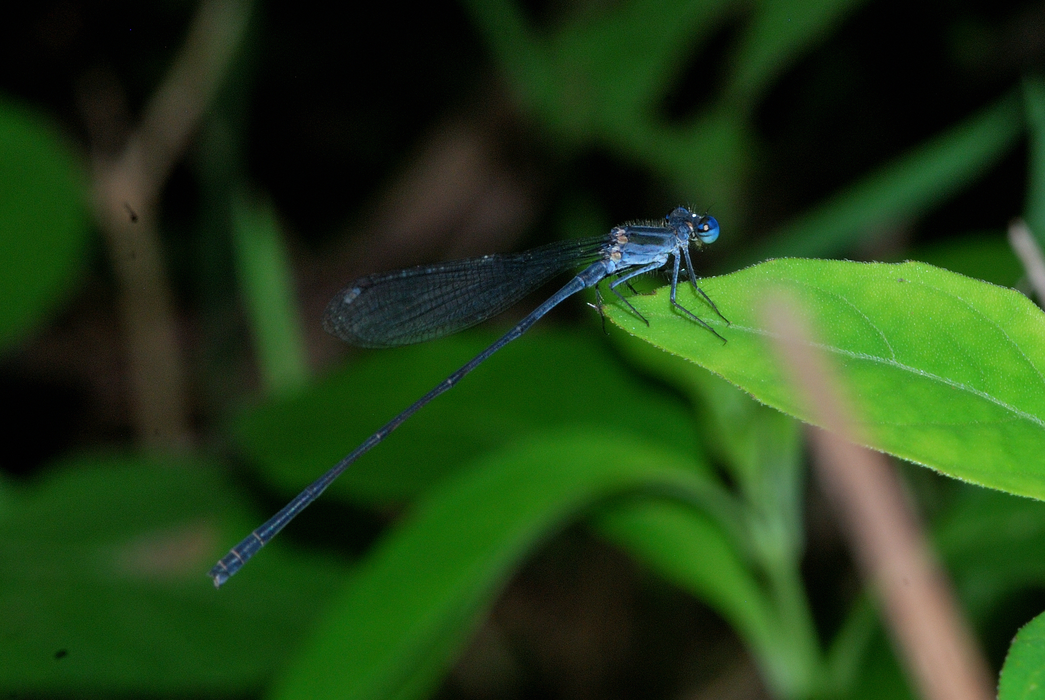 Deccan Threadtail