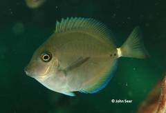 Prionurus maculatus
