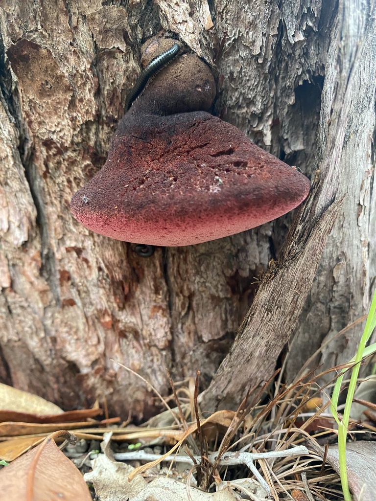 Fistulina spiculifera · July 2025 · photo: © enrica38 (iNaturalist, cc-by)