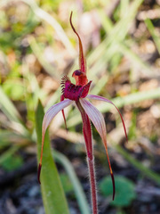 Caladenia cruciformis