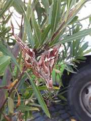 Rothschildia jacobaeae