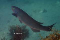 Olisthops cyanomelas