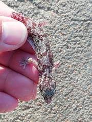 Pachydactylus oreophilus