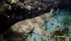 Orectolobus maculatus