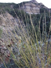 Muhlenbergia cuspidata