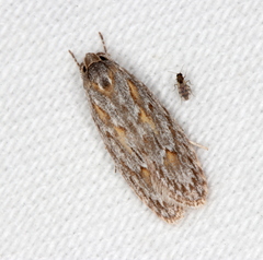 Phylomictis sarcinopa