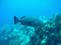 Mycteroperca bonaci