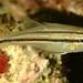 Broad-banded Cardinalfish - Photo (c) John Sear, some rights reserved (CC BY-NC), uploaded by John Sear