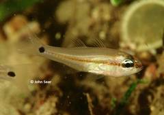 Capricorn Cardinalfish photo 2