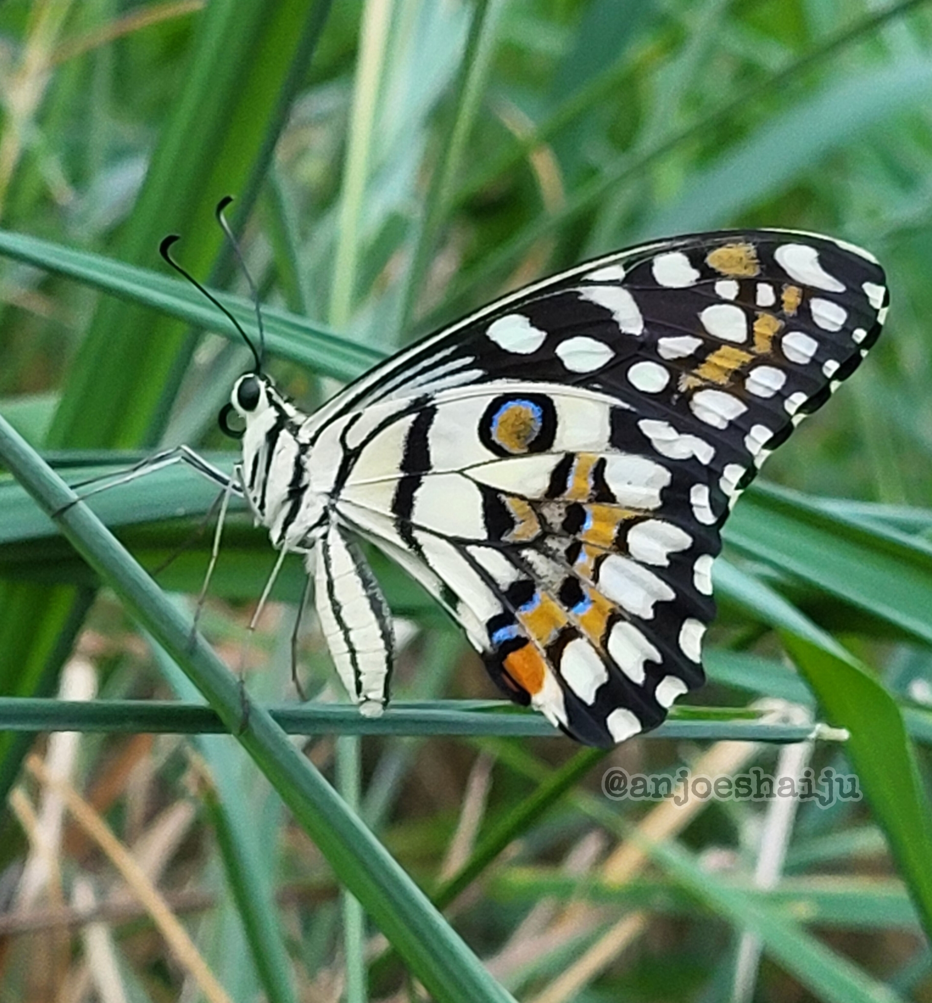 Lime Swallowtail