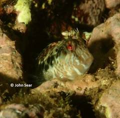 Parablennius intermedius