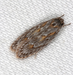 Phylomictis sarcinopa