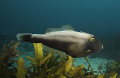 Eubalichthys bucephalus