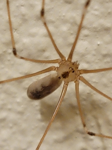 Long-bodied cellar spider