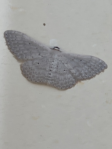 Scopula sublinearia