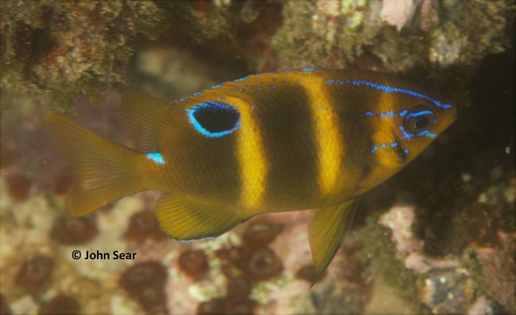 Banded Scalyfin (fishes Of Cabbage Tree Bay Aquatic Reserve, Sydney 