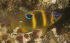 Banded Parma photo 2