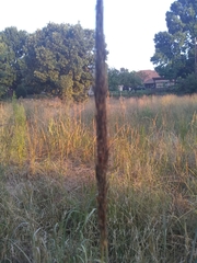 Sorghastrum