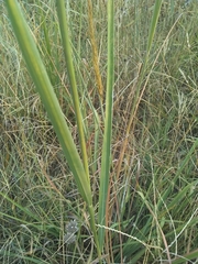 Sorghastrum