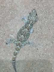 Chondrodactylus pulitzerae