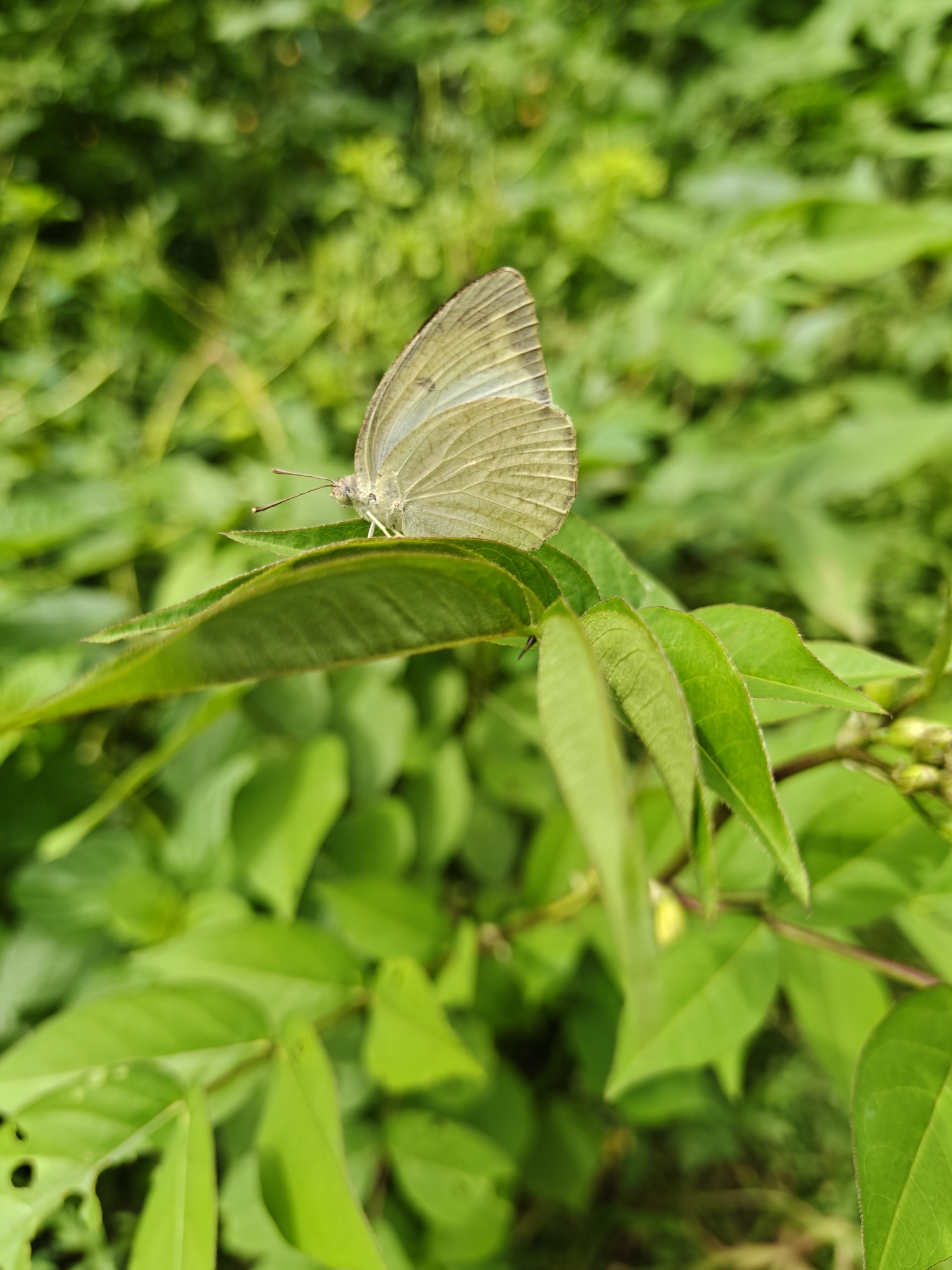 Mottled Emigrant