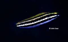 Petroscirtes fallax