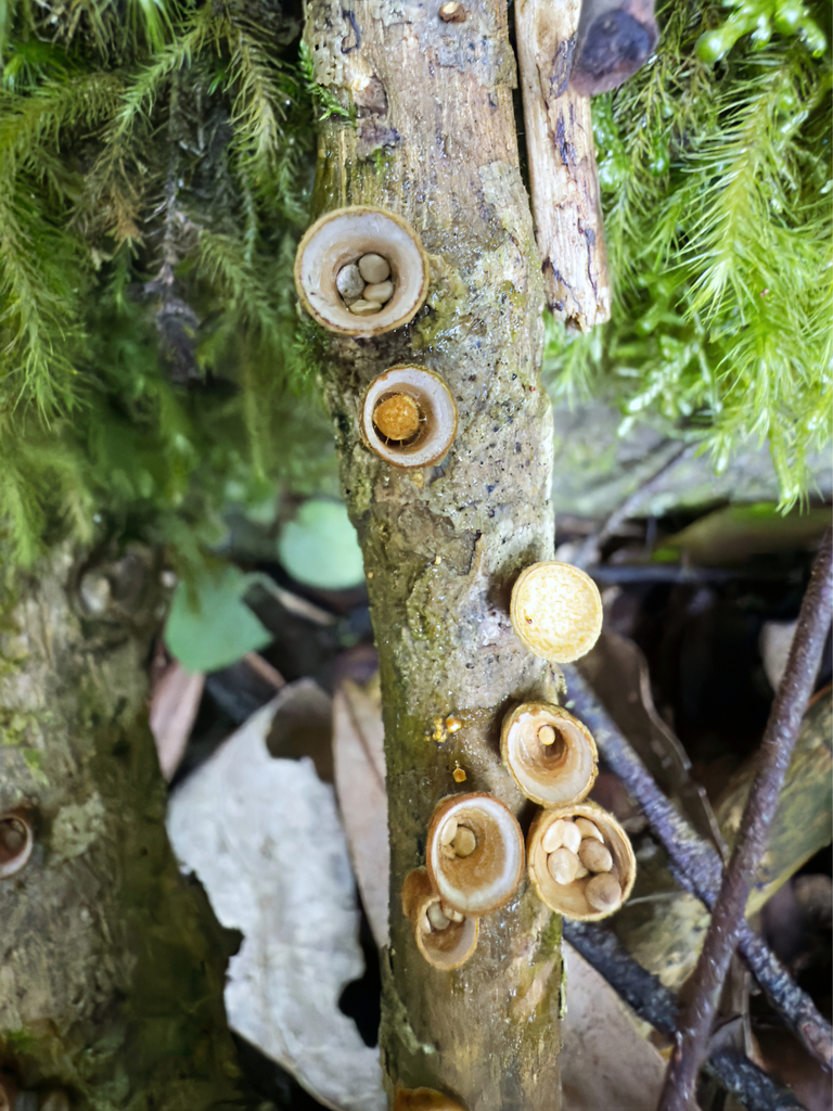 Crucibulum simile · July 2025 · photo: © jeremy_rolfe (iNaturalist, cc-by)