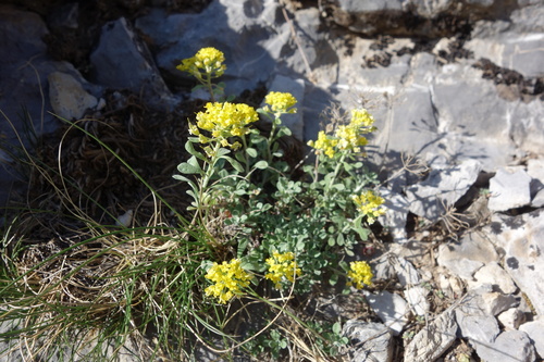 Odontarrhena alpestris, photograph 2