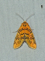 Chrysoecia atrolinea