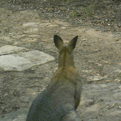 Blackstriped Wallaby (Notamacropus dorsalis) · iNaturalist