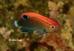 Pomacentrus bankanensis