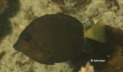 Prionurus microlepidotus