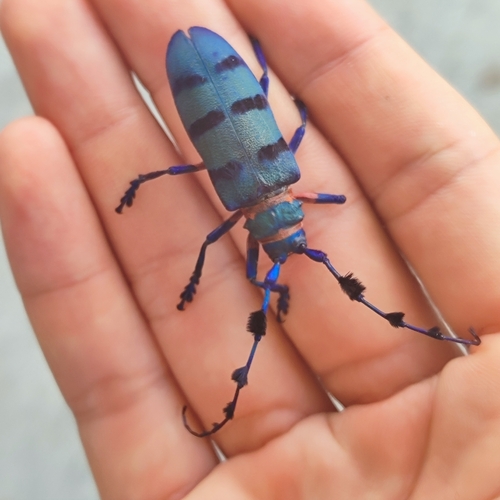 Fabulous Longhorn Beetle