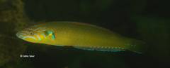 Pseudojuloides elongatus