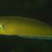 Long Green Wrasse - Photo (c) John Sear, some rights reserved (CC BY-NC), uploaded by John Sear